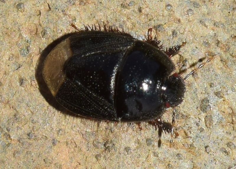 Byrsinus fossor