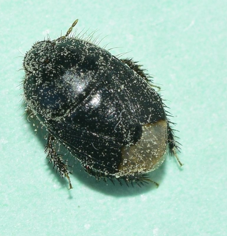 Byrsinus fossor