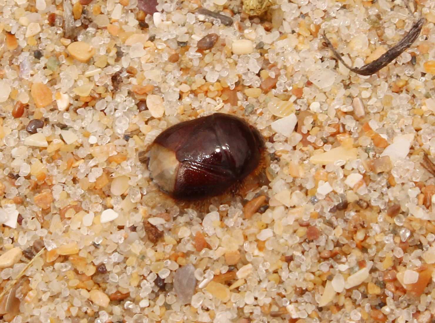 Byrsinus fossor