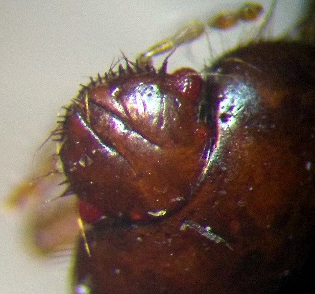 Byrsinus fossor