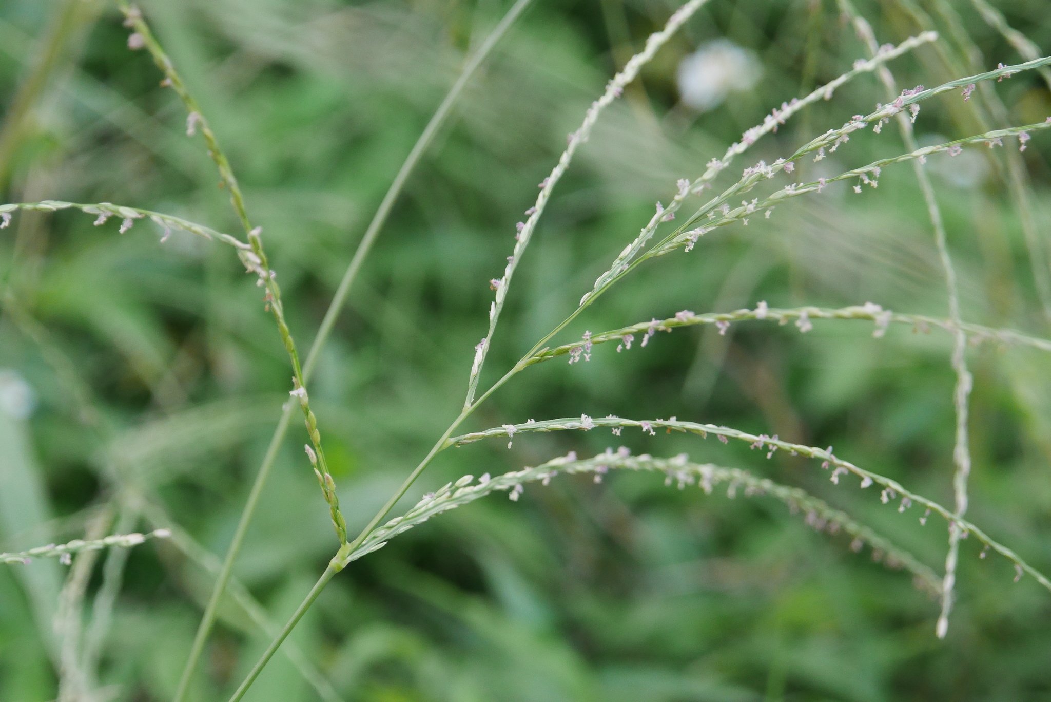 Digitaria setigera