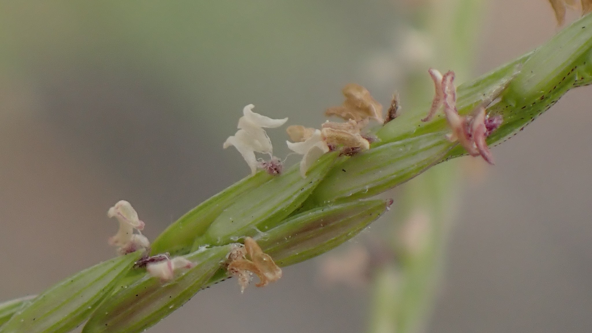 Digitaria setigera