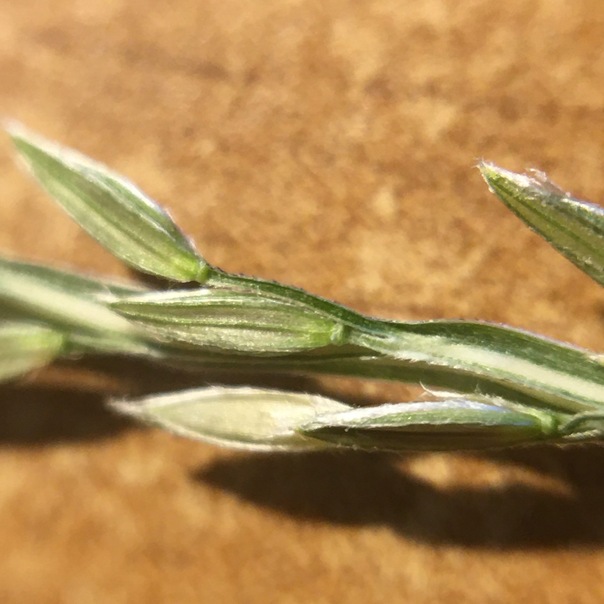 Digitaria setigera