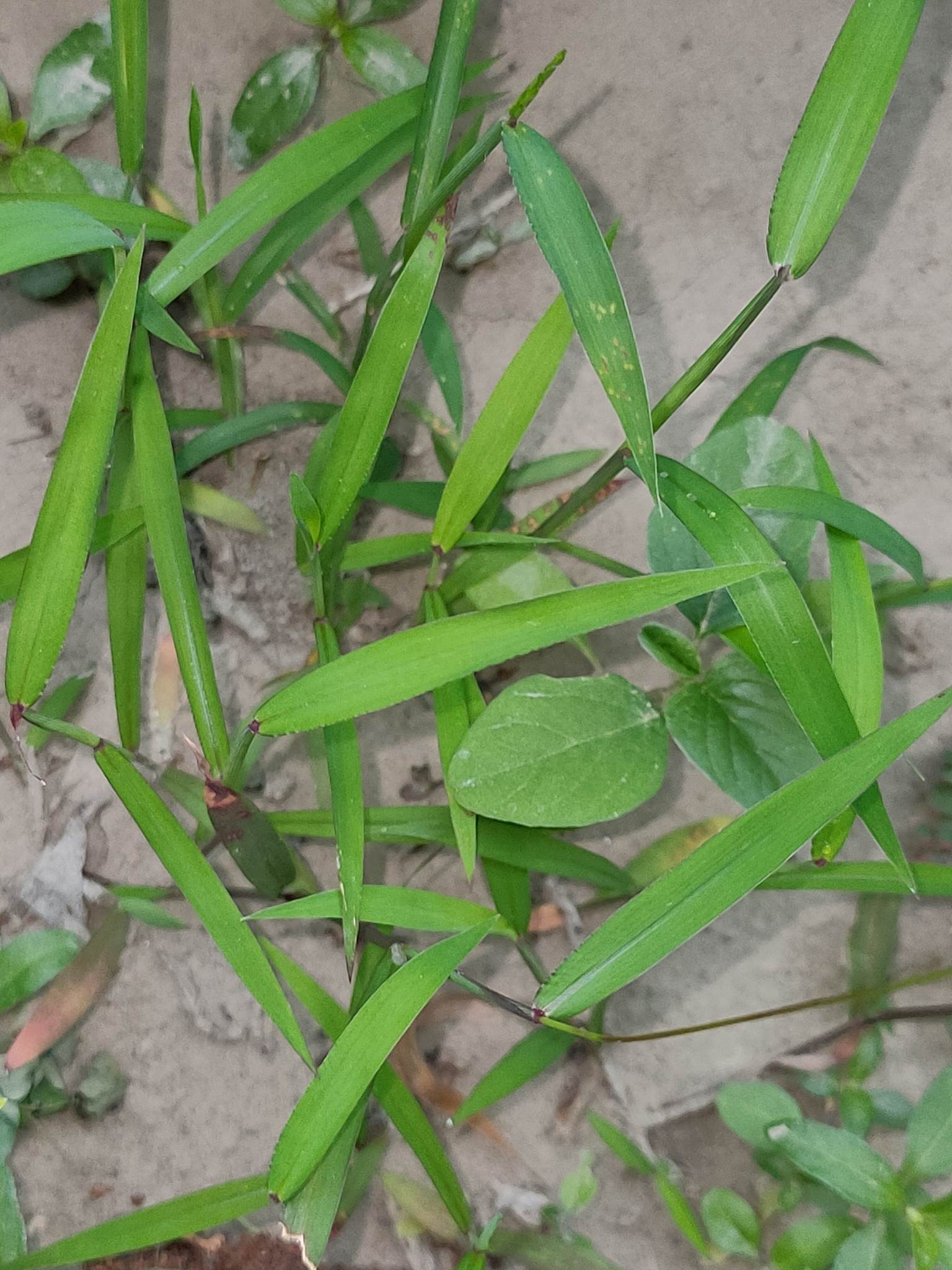 Digitaria setigera