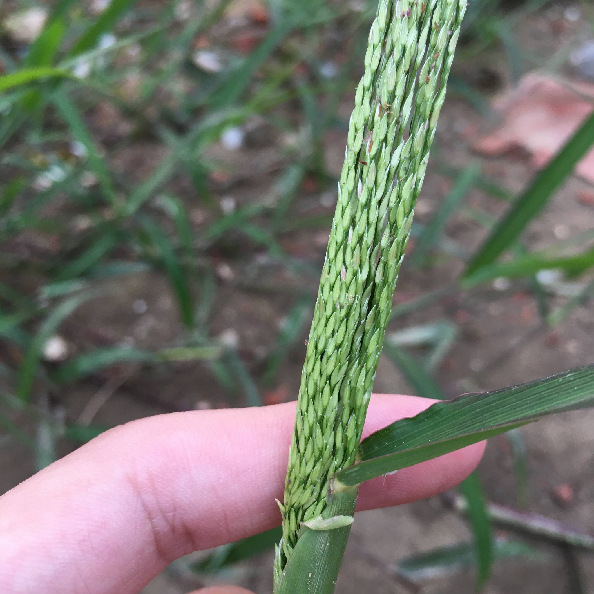 Digitaria setigera