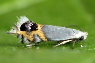 Leucoptera malifoliella