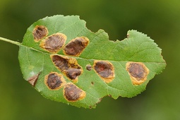 Leucoptera malifoliella