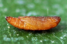 Leucoptera malifoliella