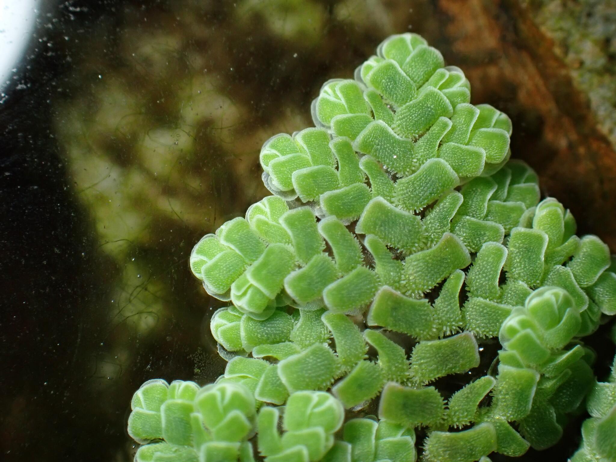 Azolla pinnata