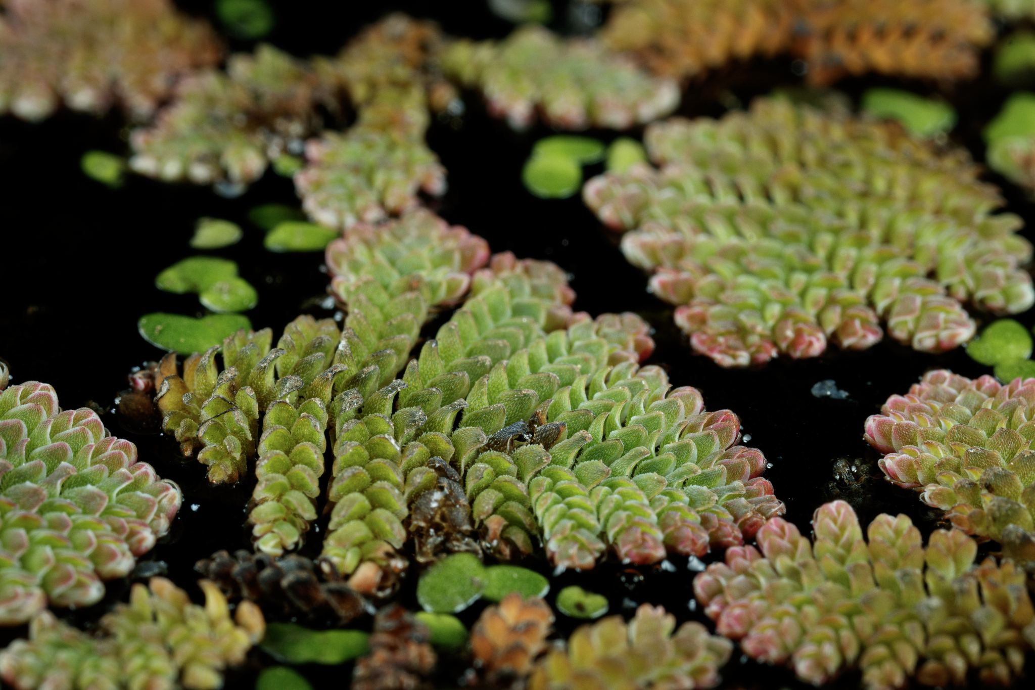 Azolla pinnata