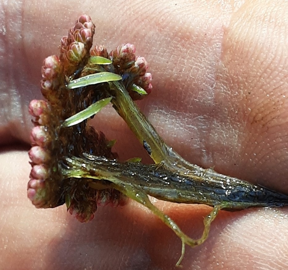 Azolla pinnata