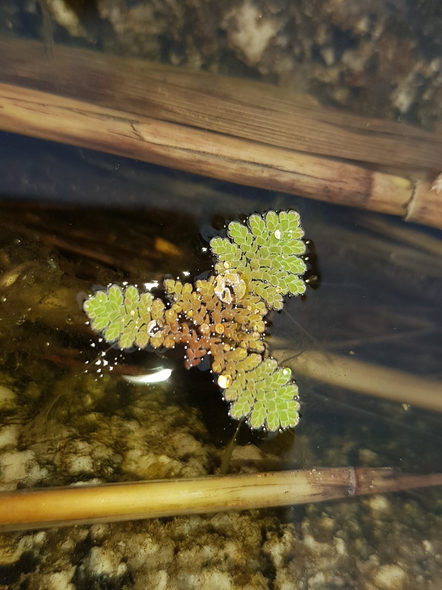 Azolla pinnata