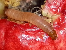 Leucinodes orbonalis