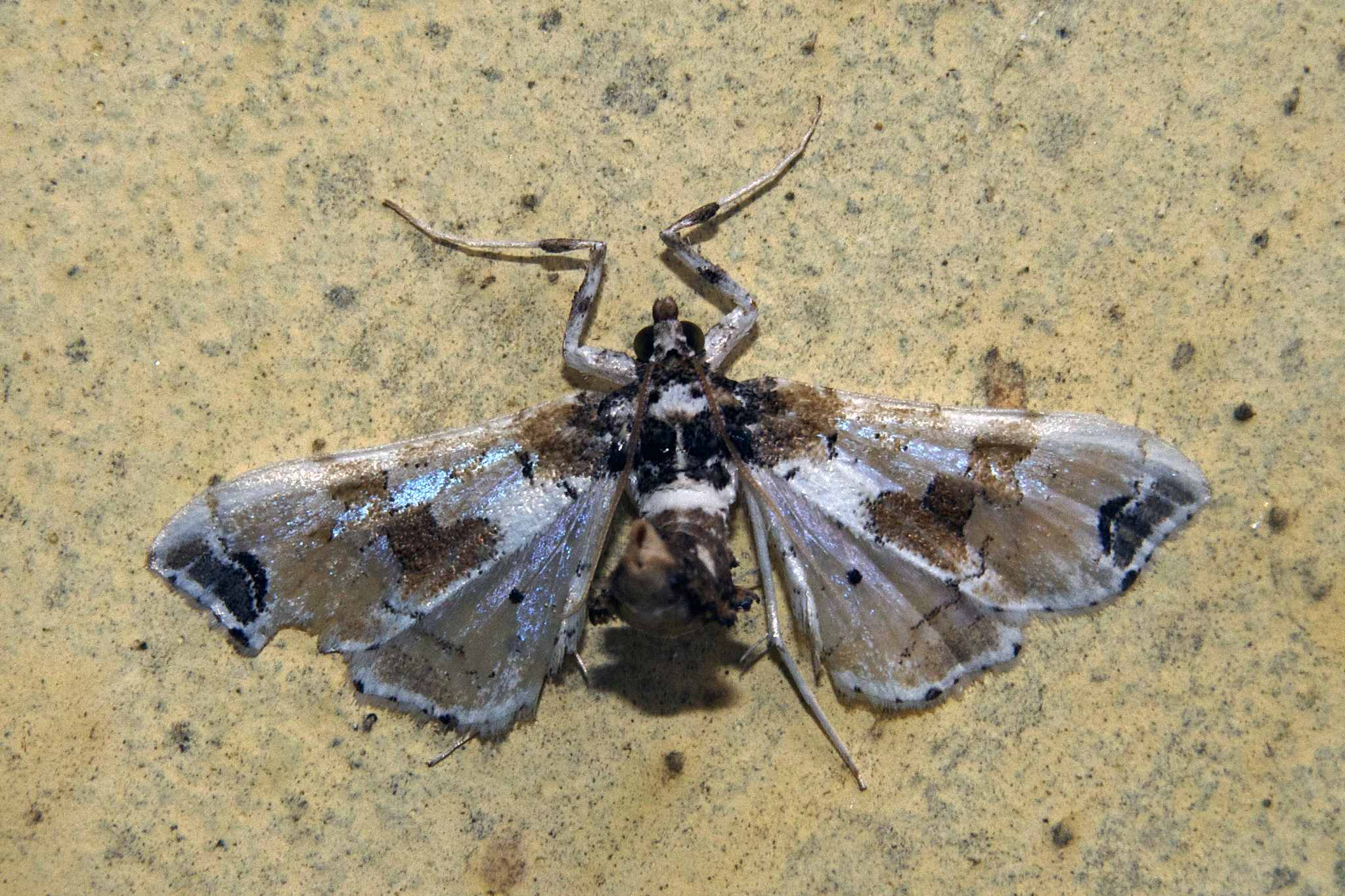 Leucinodes orbonalis
