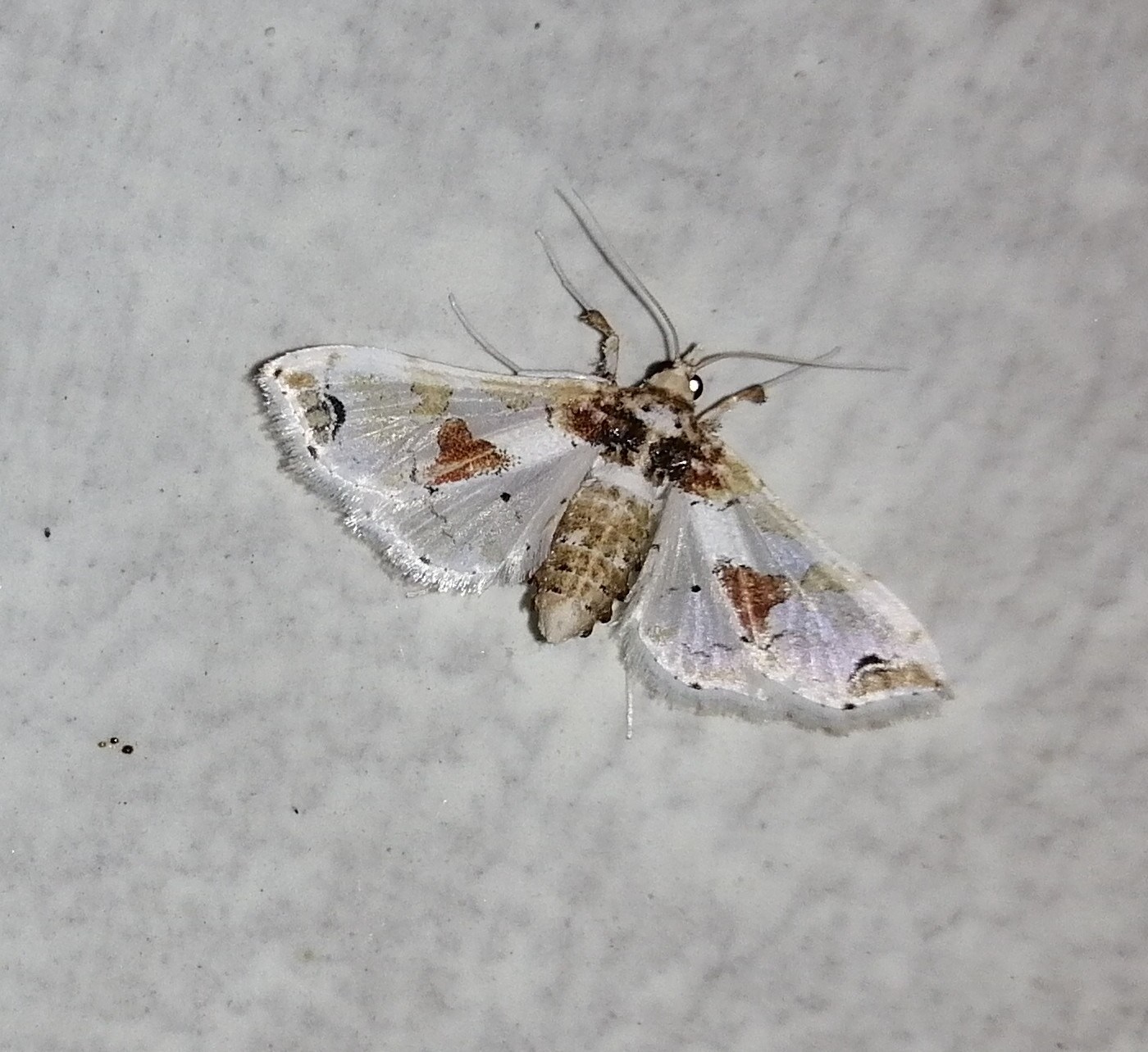 Leucinodes orbonalis