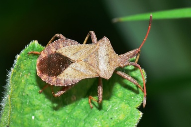 Coreus marginatus