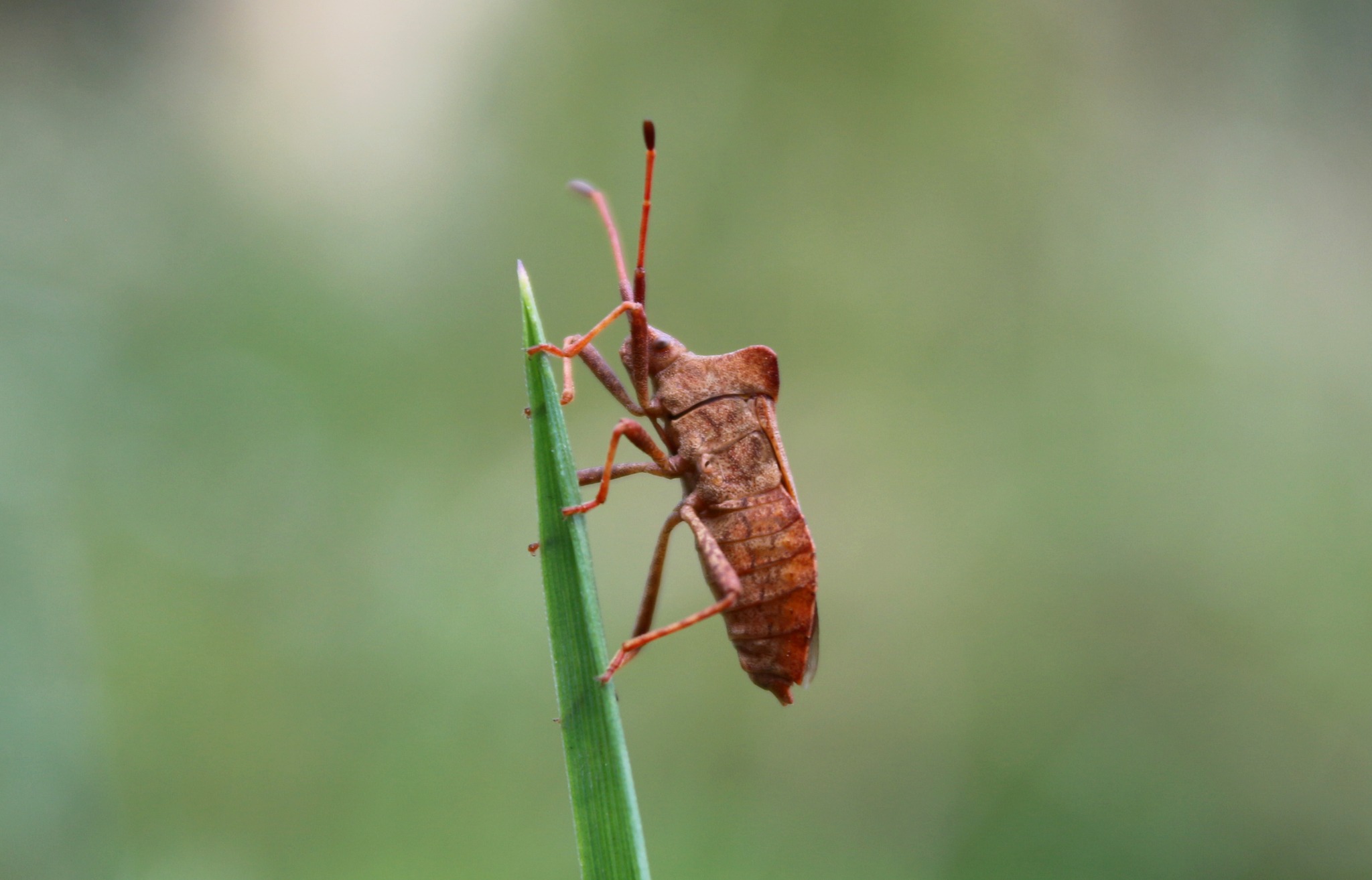Coreus marginatus