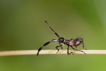 Coreus marginatus