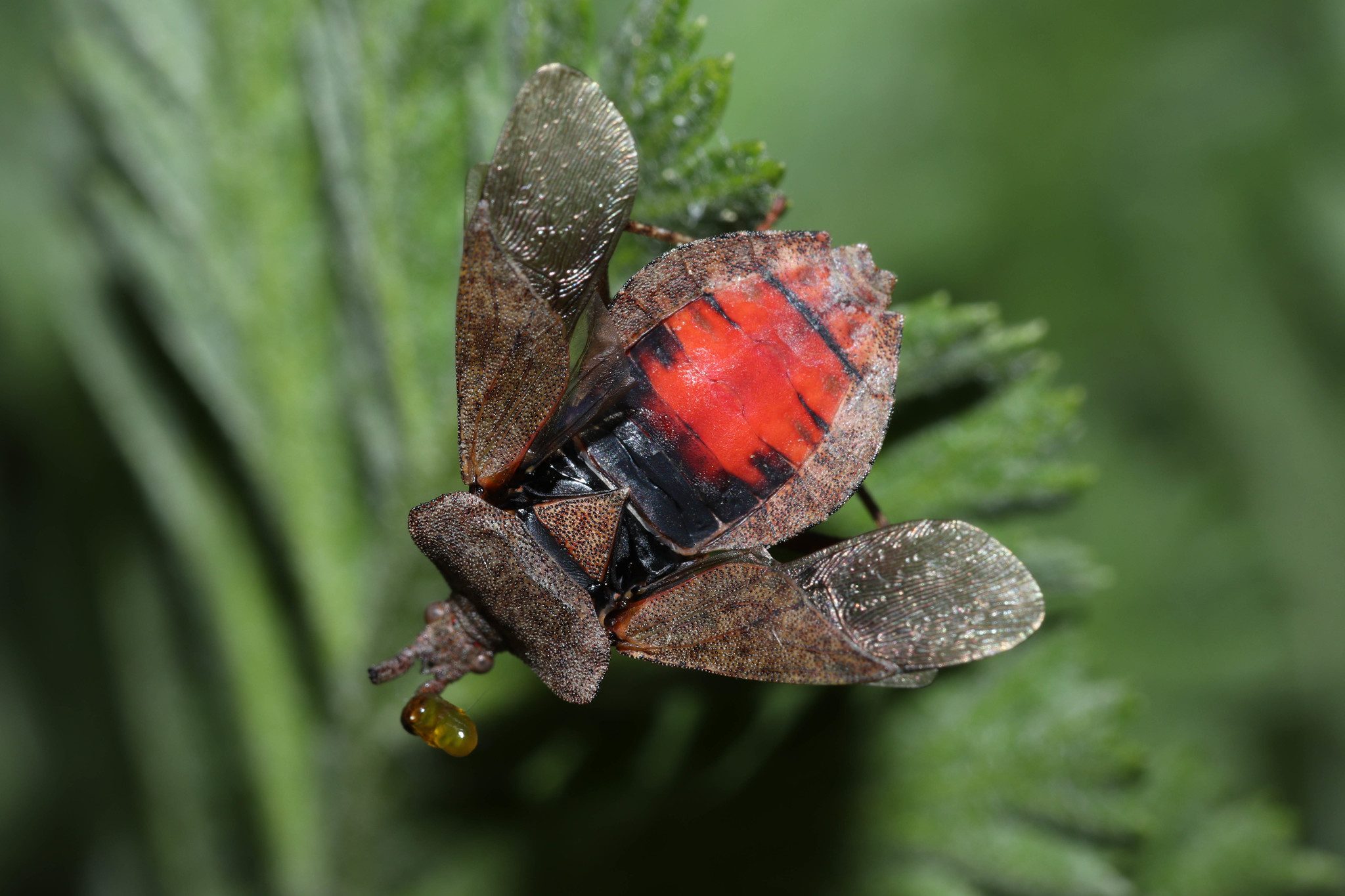 Coreus marginatus