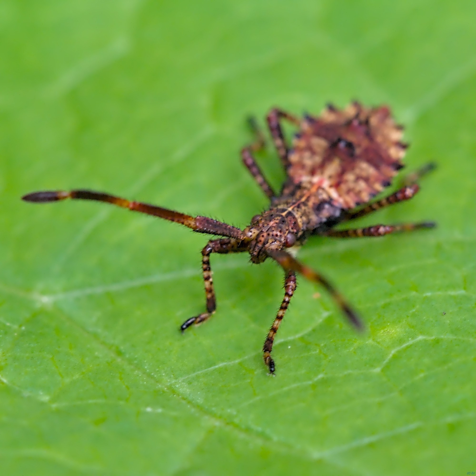 Coreus marginatus