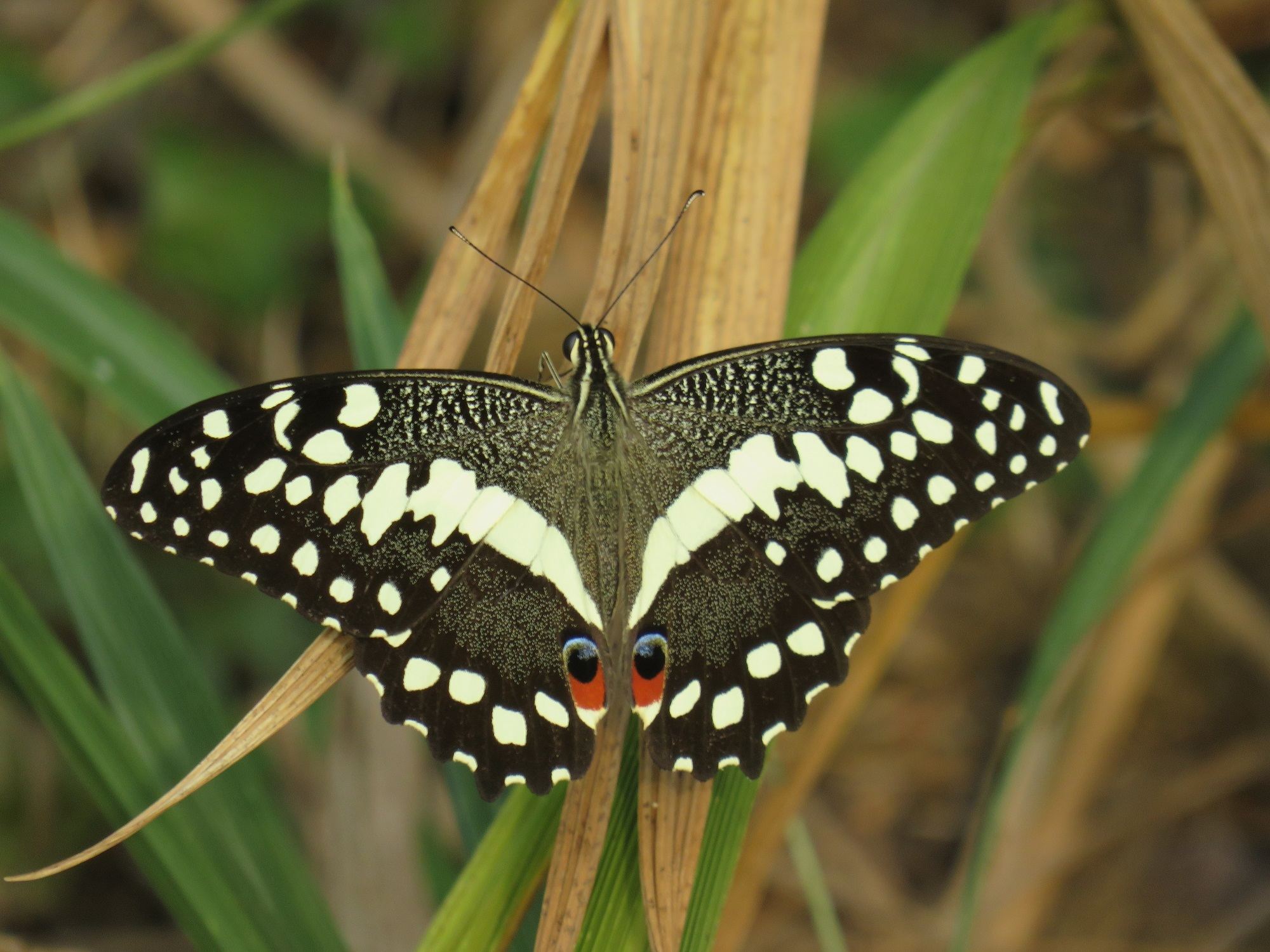 Papilio demodocus
