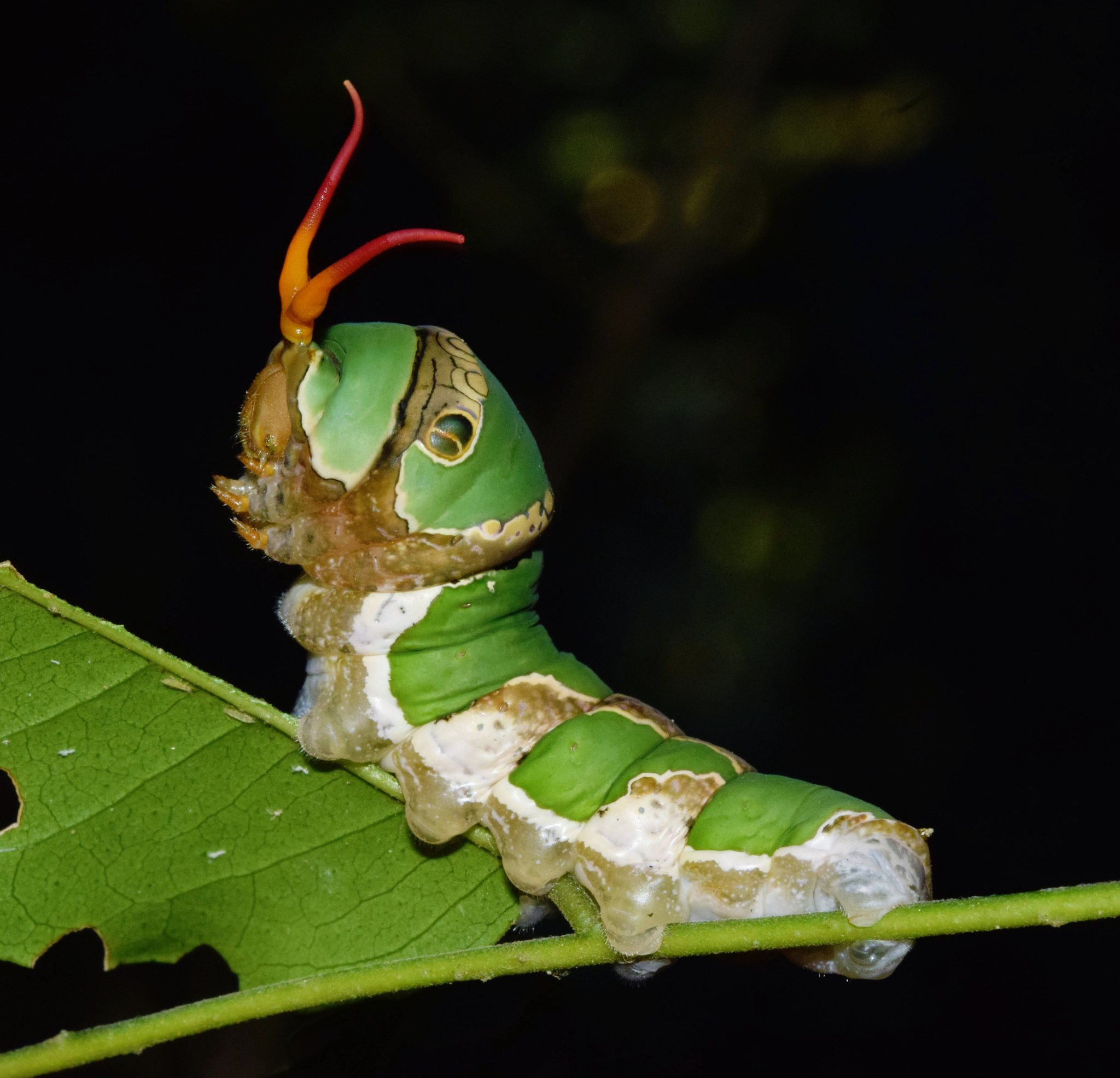 Papilio demodocus