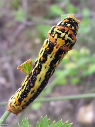 Papilio demodocus