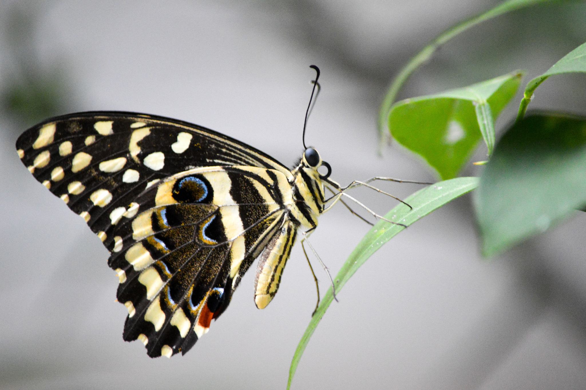Papilio demodocus