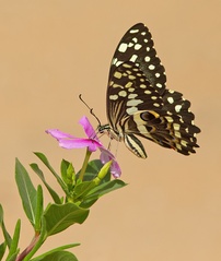 Papilio demodocus