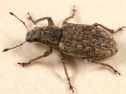 Sitona cylindricollis