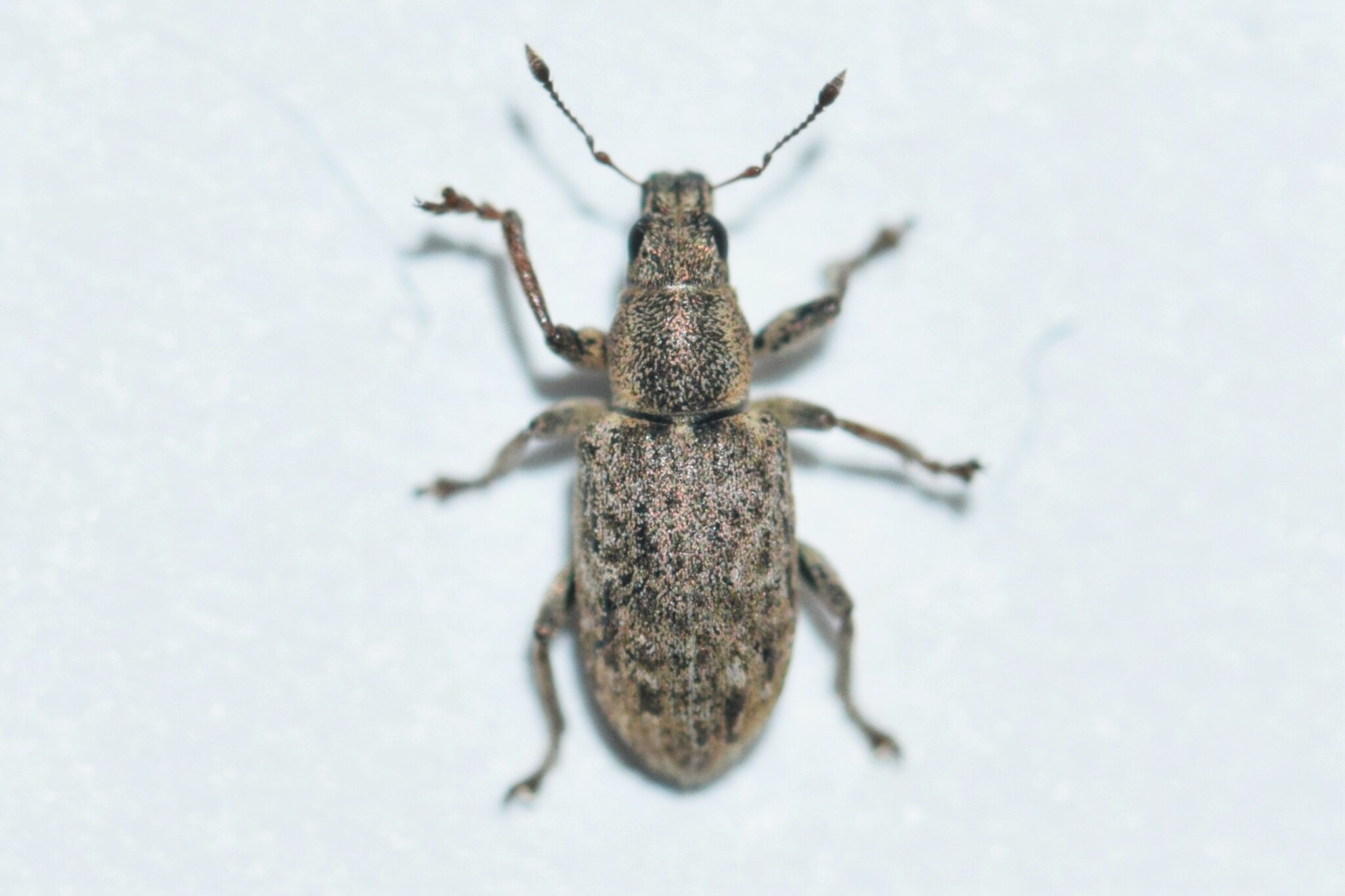 Sitona cylindricollis