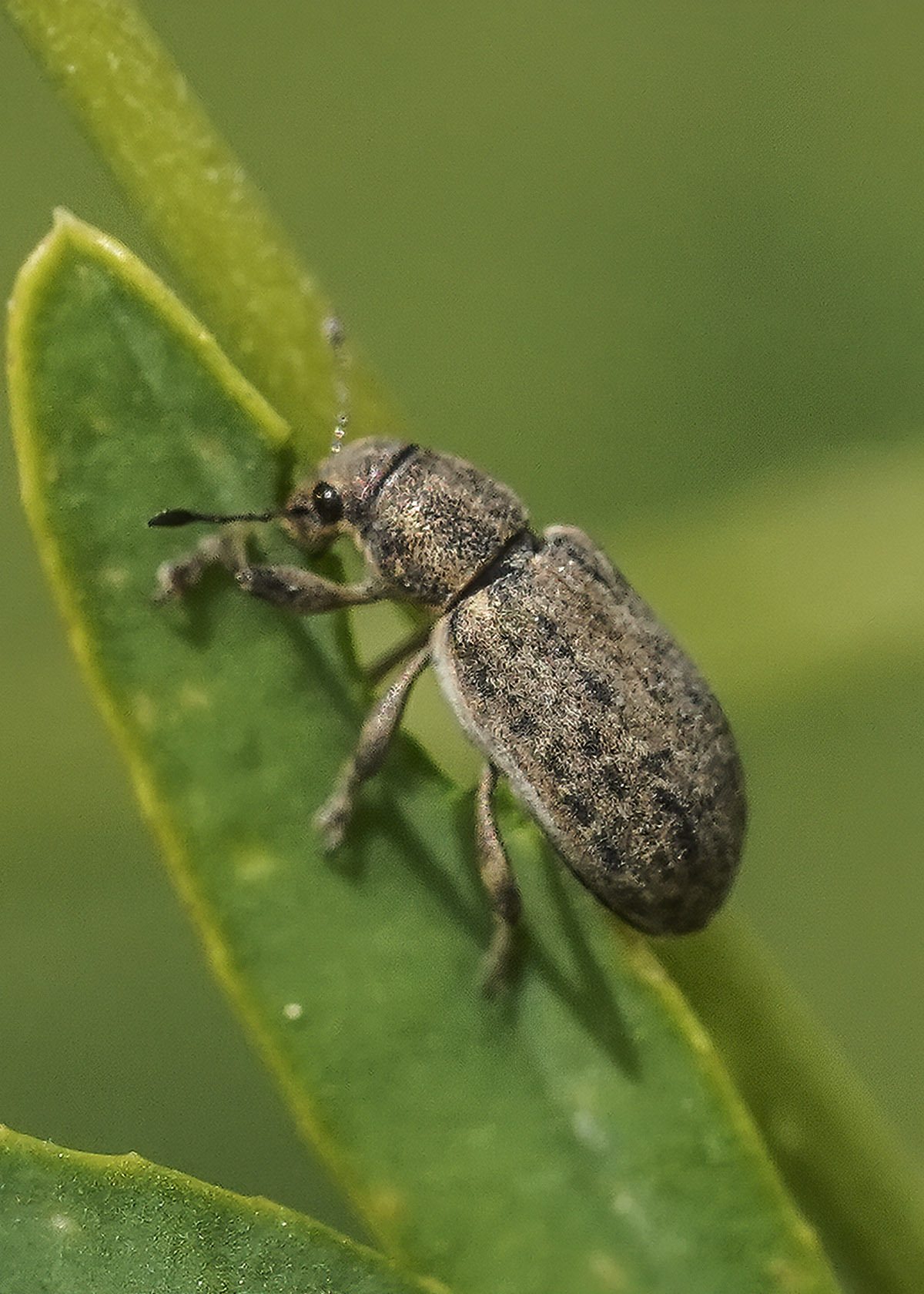 Sitona cylindricollis