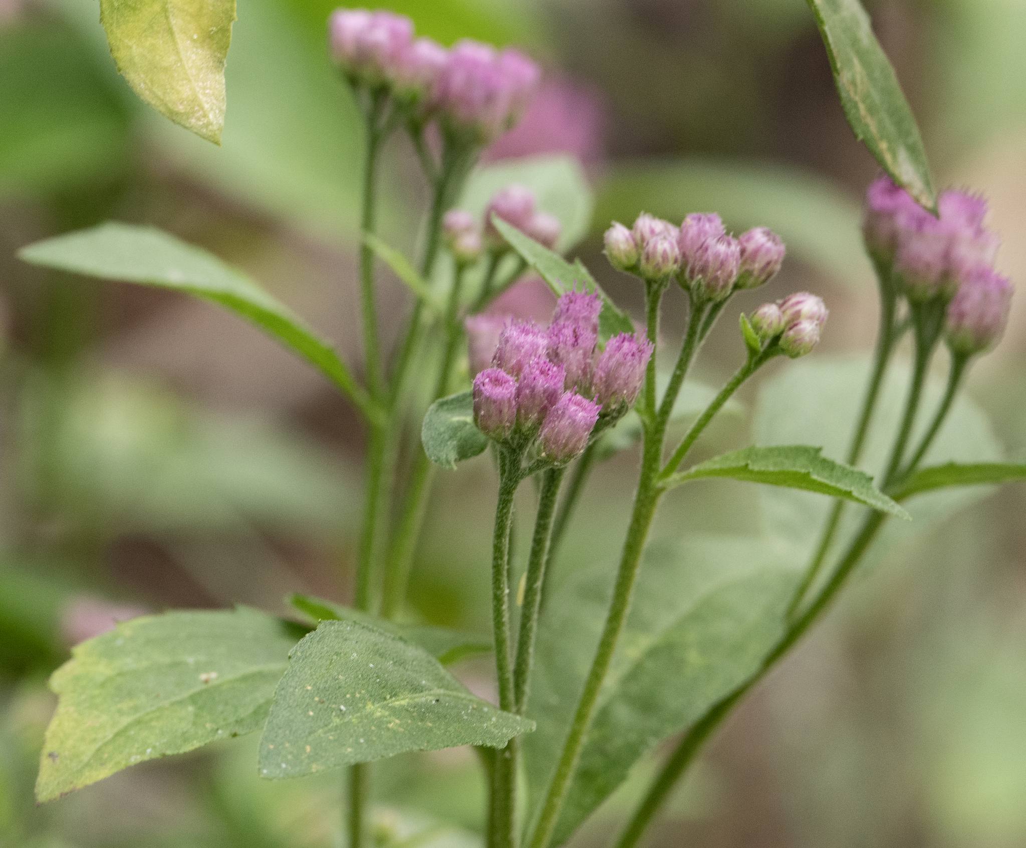 Pluchea odorata