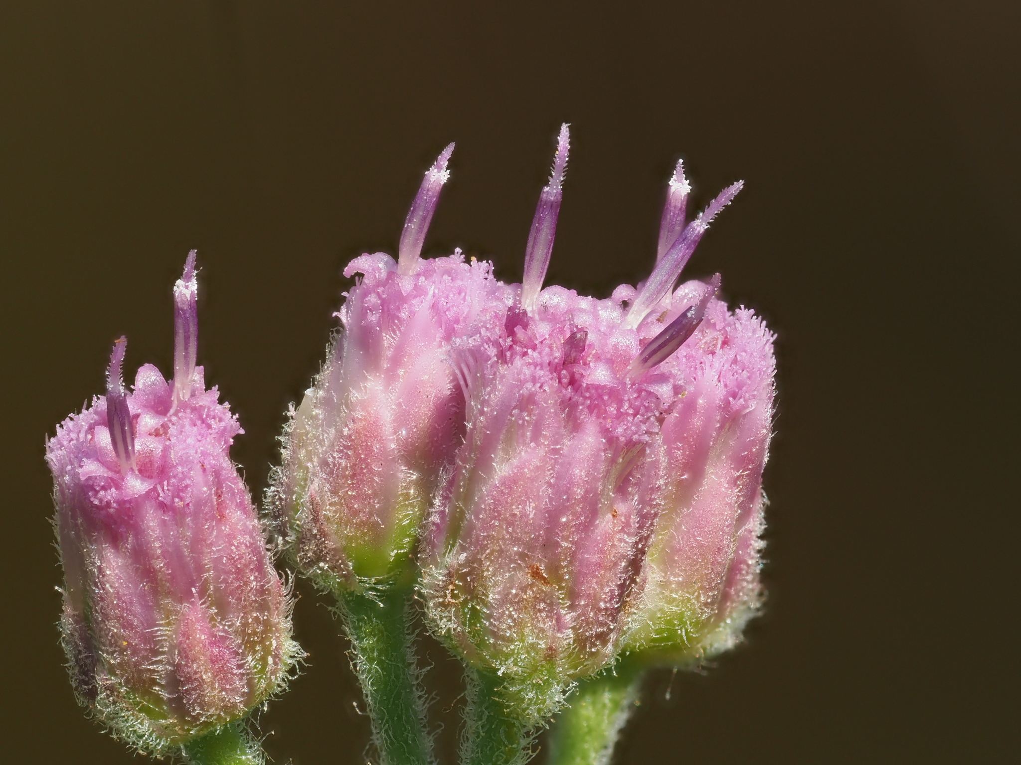 Pluchea odorata