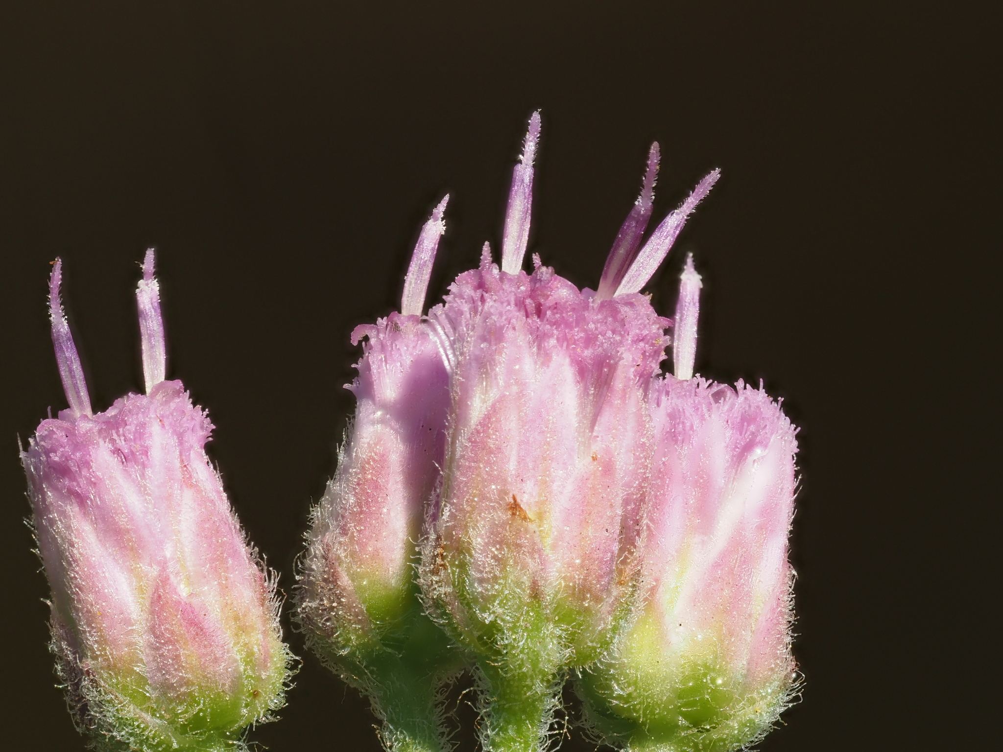 Pluchea odorata