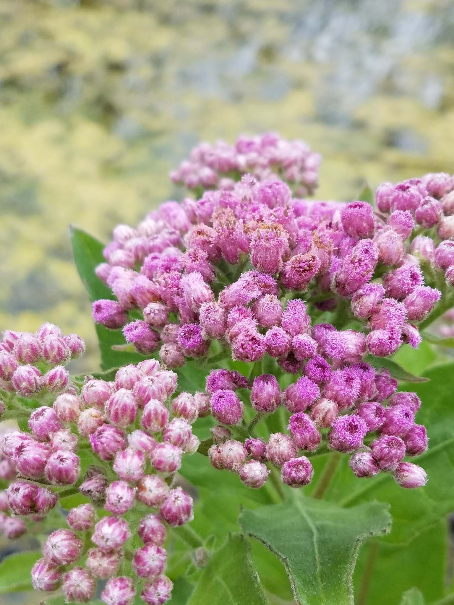 Pluchea odorata