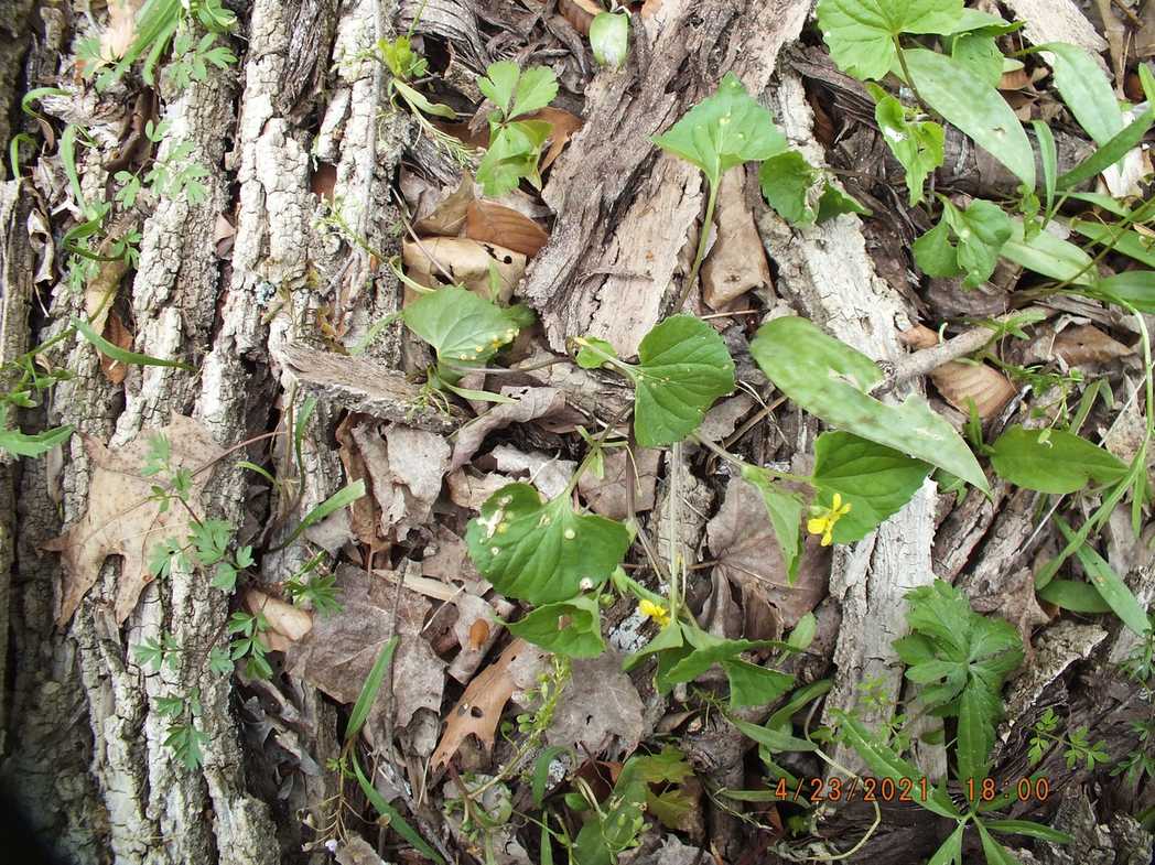 Puccinia ellisiana