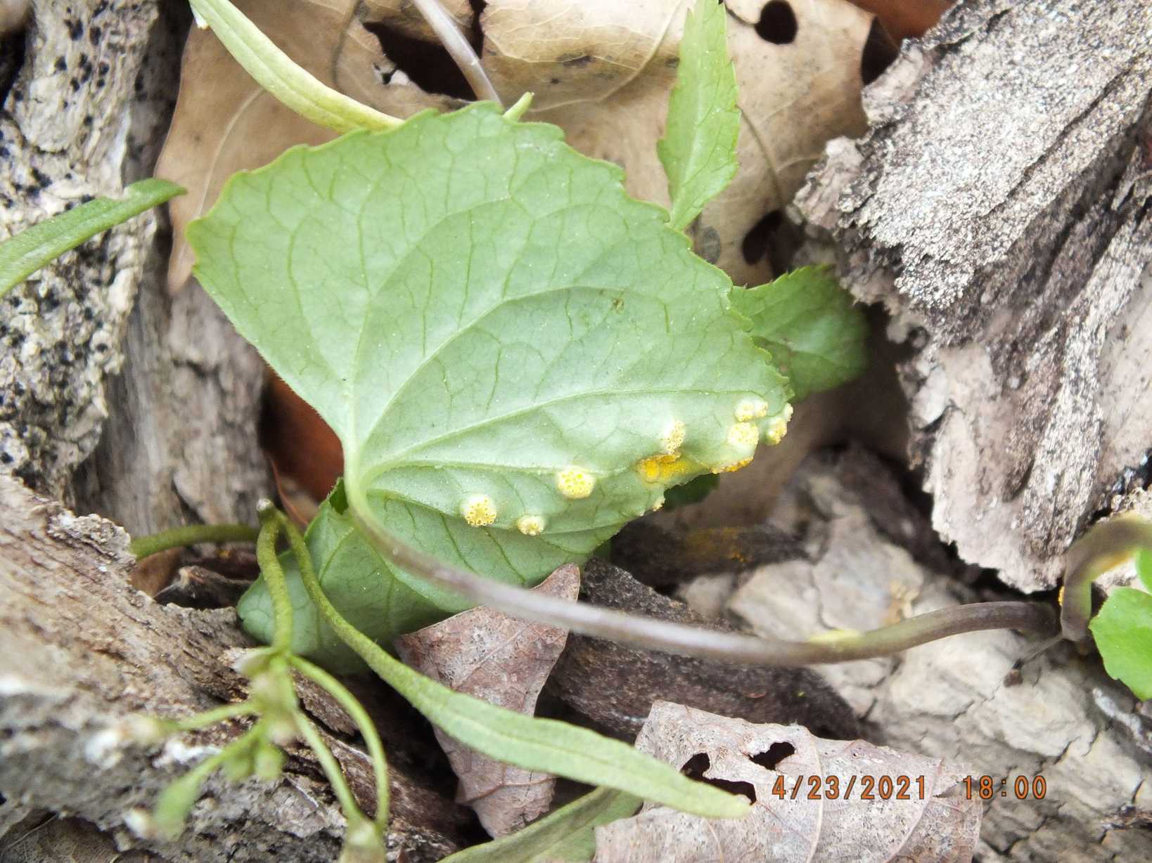 Puccinia ellisiana
