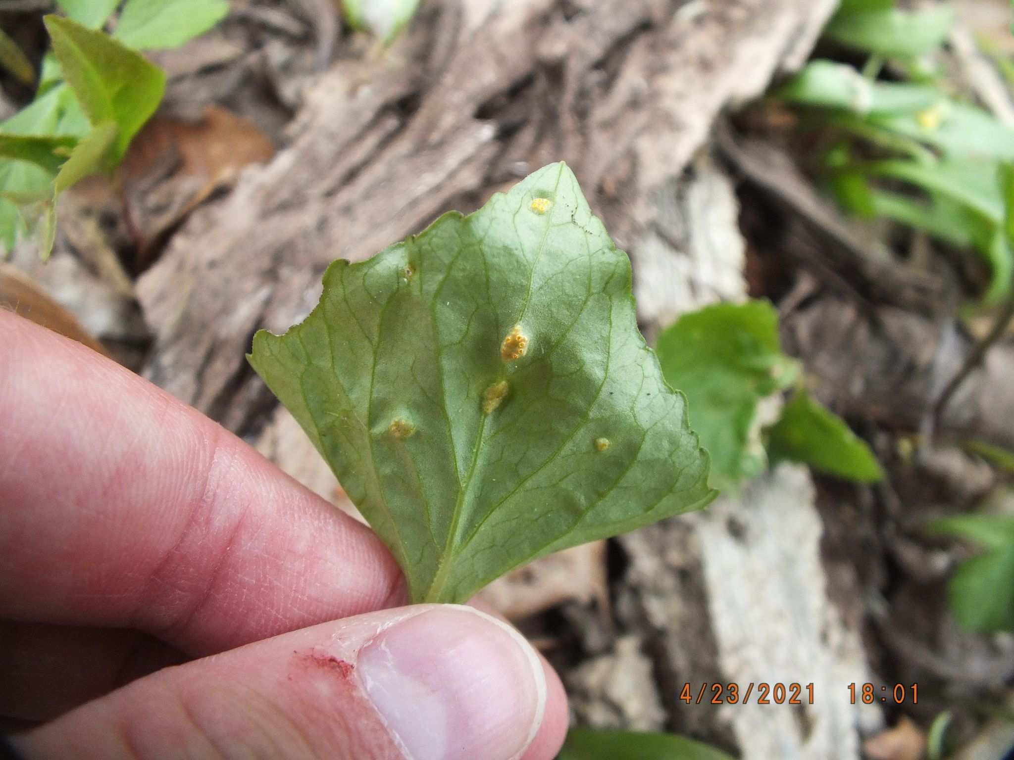 Puccinia ellisiana