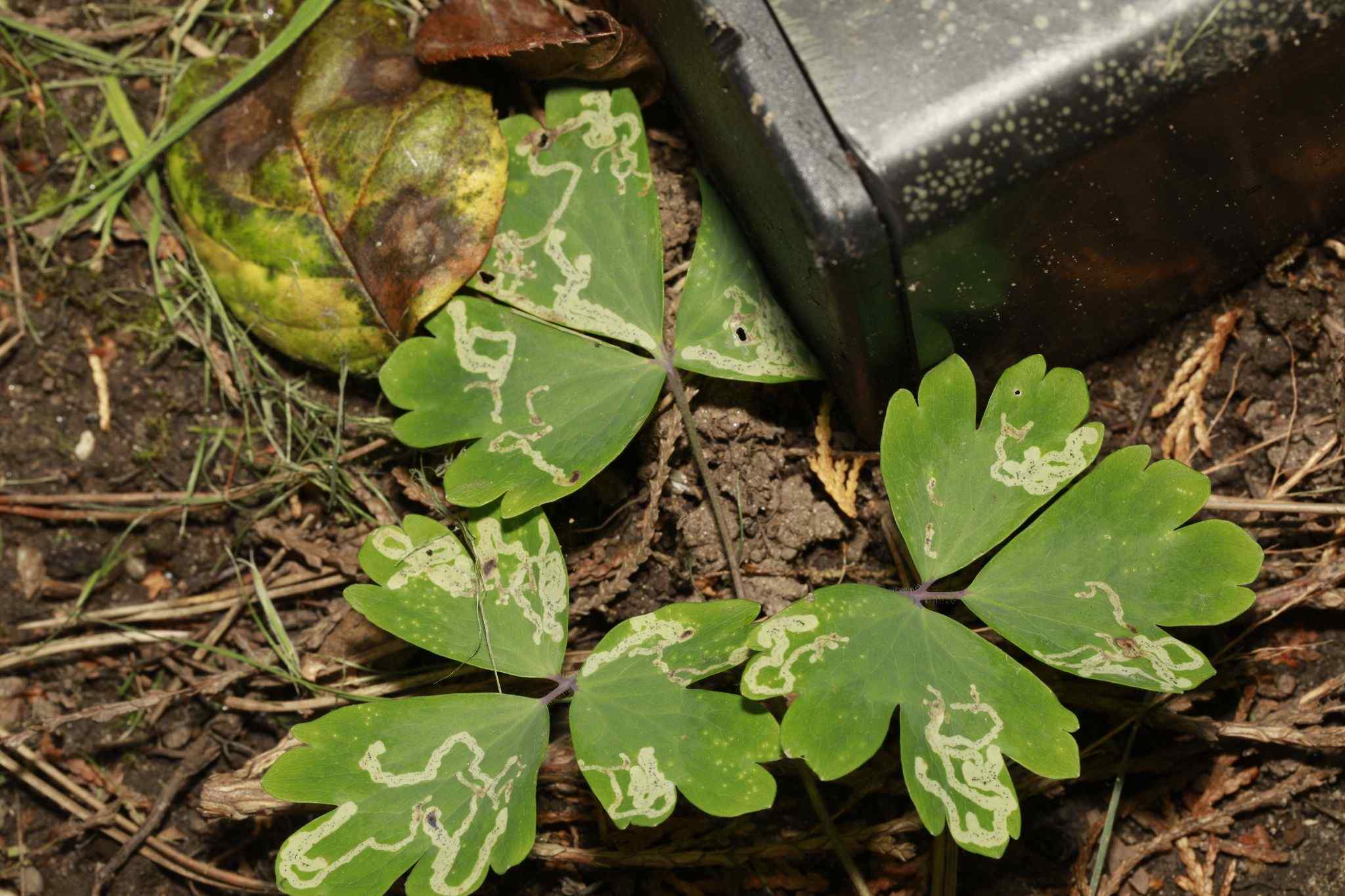 Phytomyza minuscula