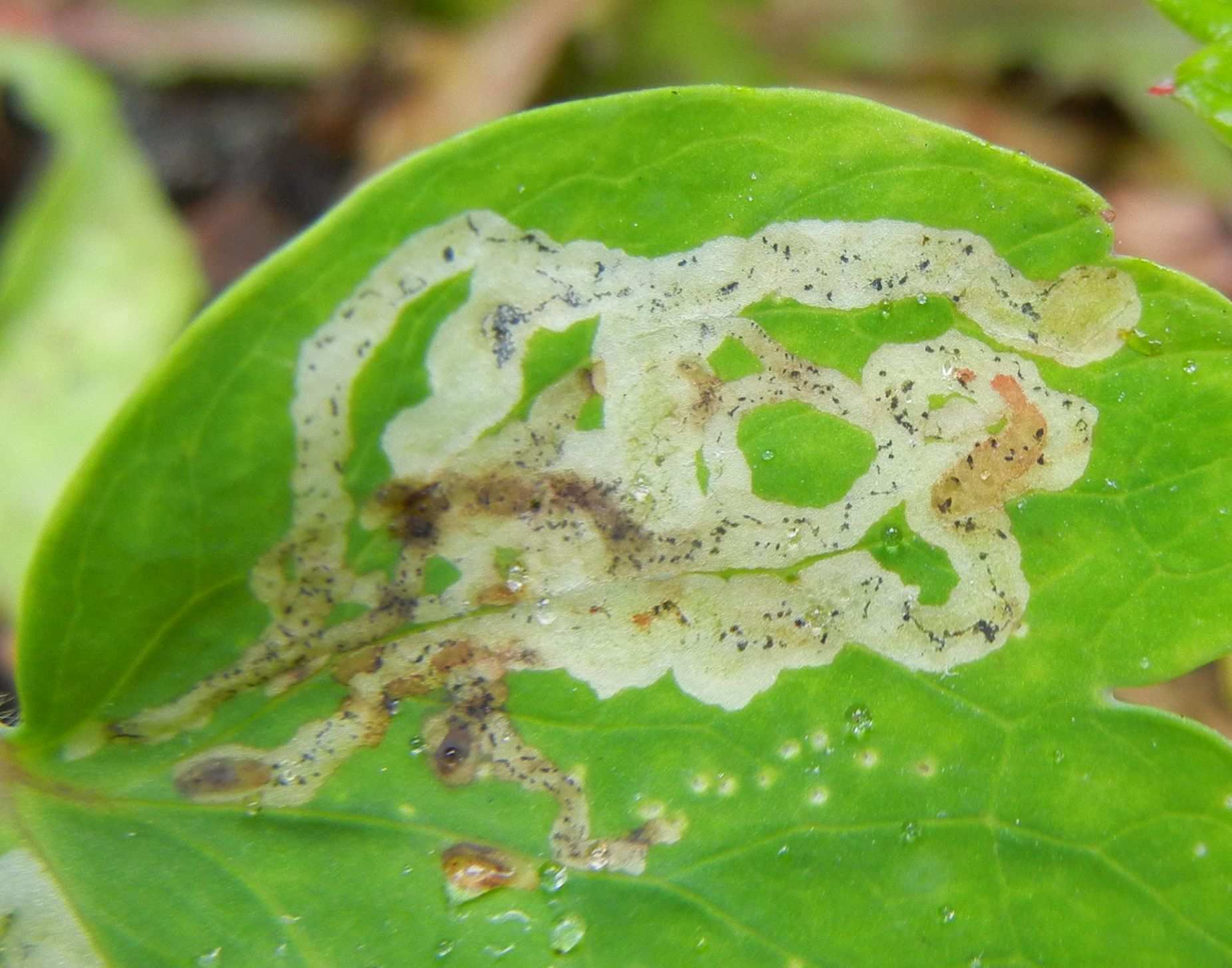 Phytomyza minuscula