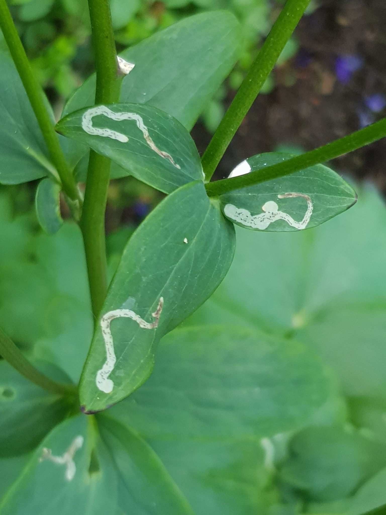 Phytomyza minuscula