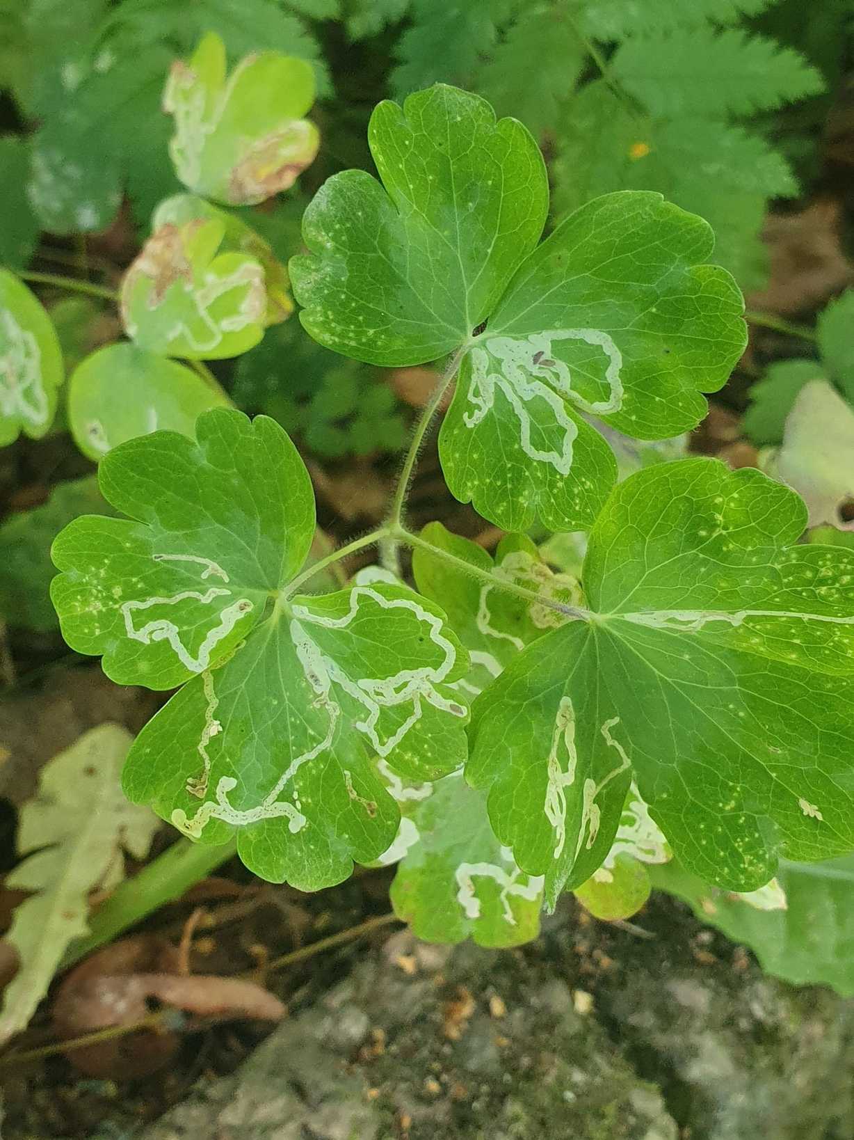 Phytomyza minuscula
