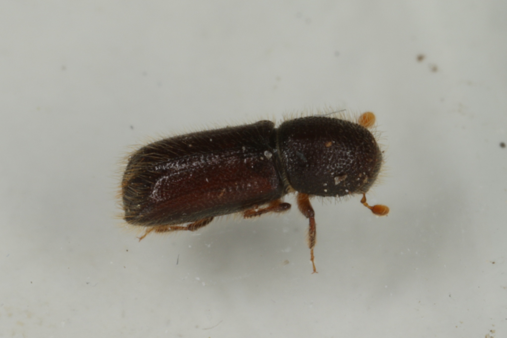Xylocleptes bispinus