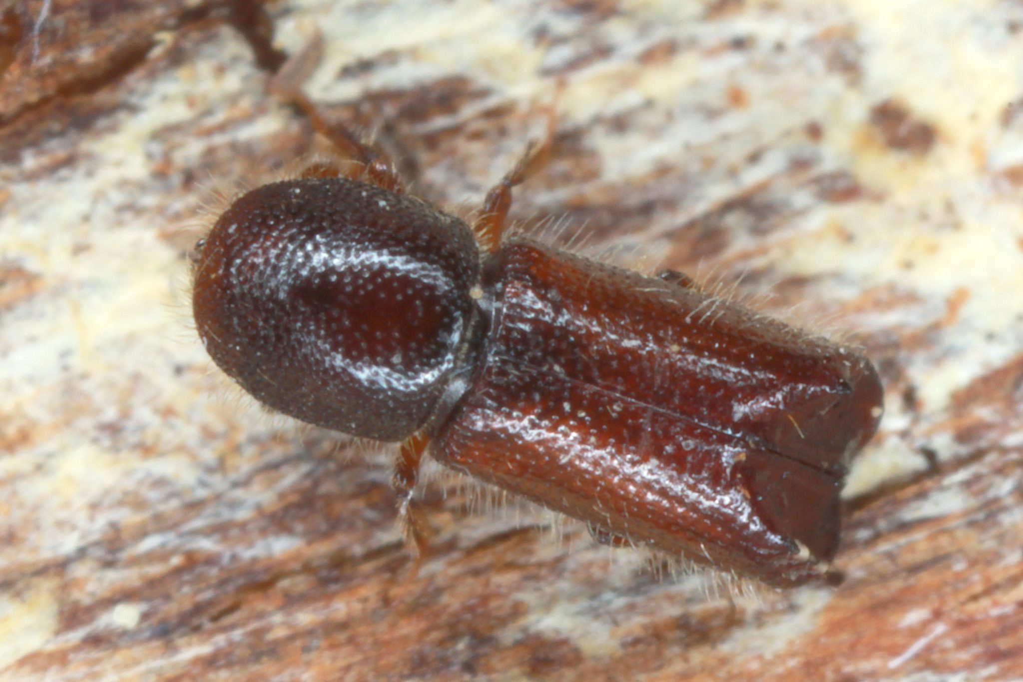 Xylocleptes bispinus