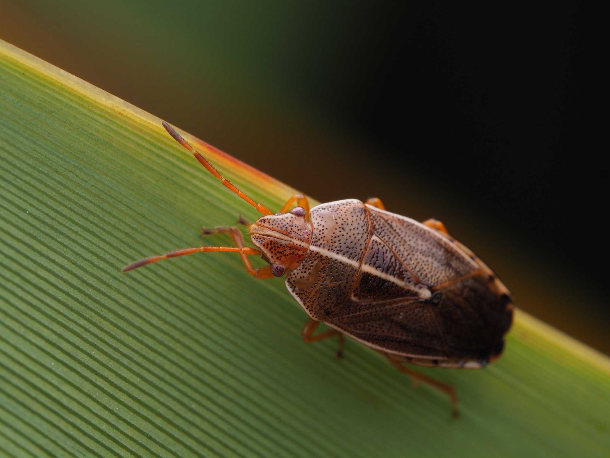 Rhopalimorpha