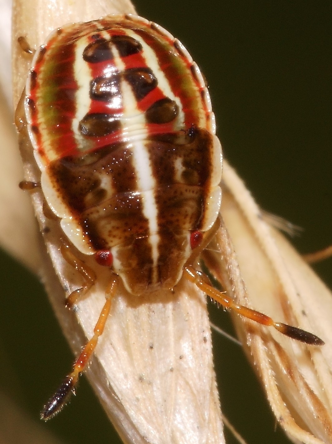 Rhopalimorpha