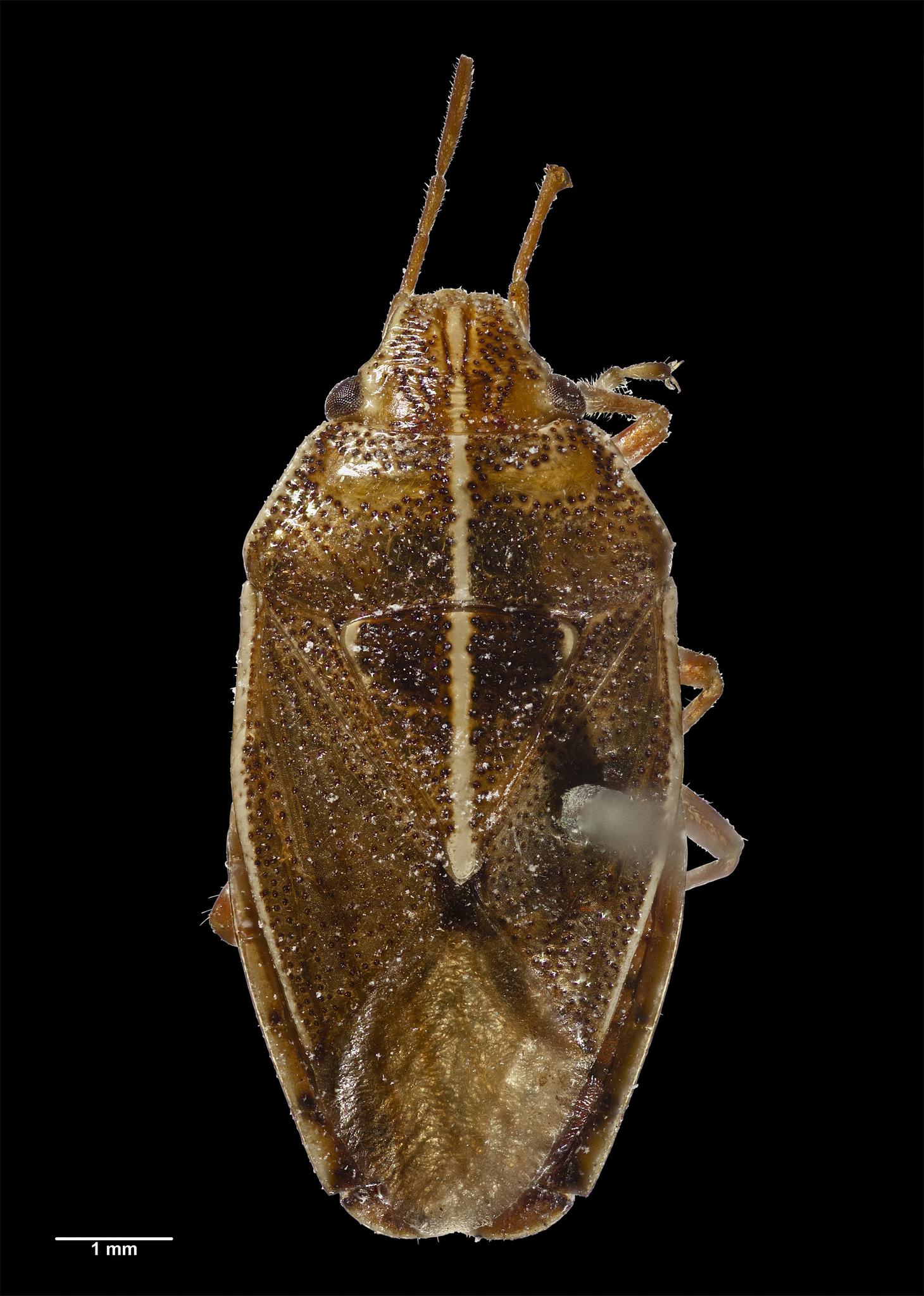 Rhopalimorpha