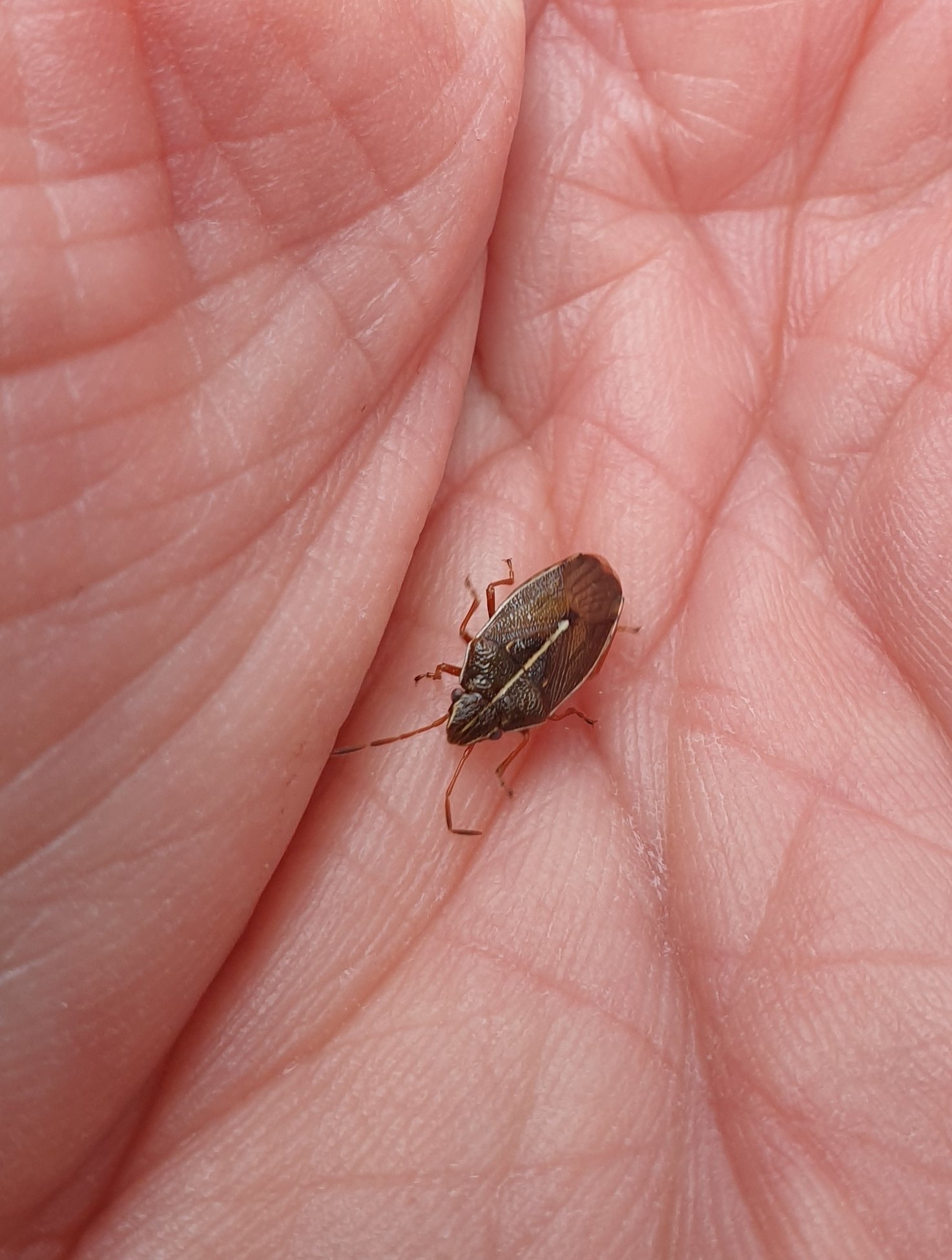 Rhopalimorpha