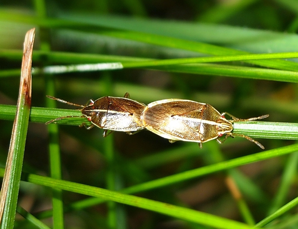 Rhopalimorpha